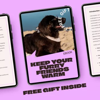 Winter Pet Care: Warmth, Paws, and Smart Cold-Weather Gear